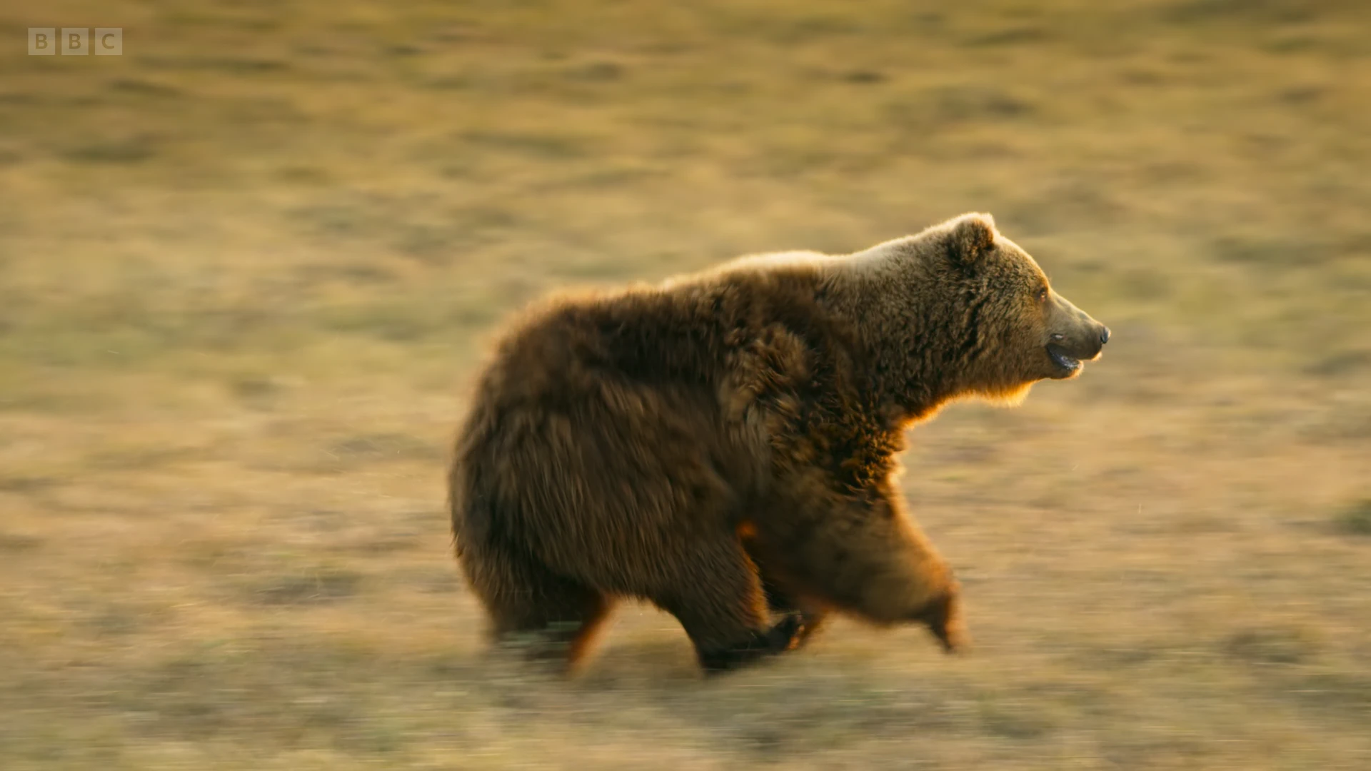 Grizzly bear (Ursus arctos horribilis) as shown in Frozen Planet II - Frozen Lands